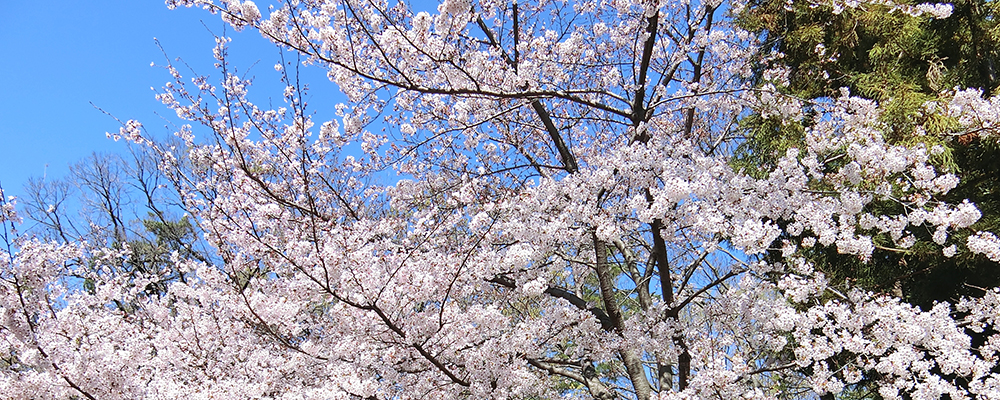 桜